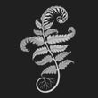 Fern