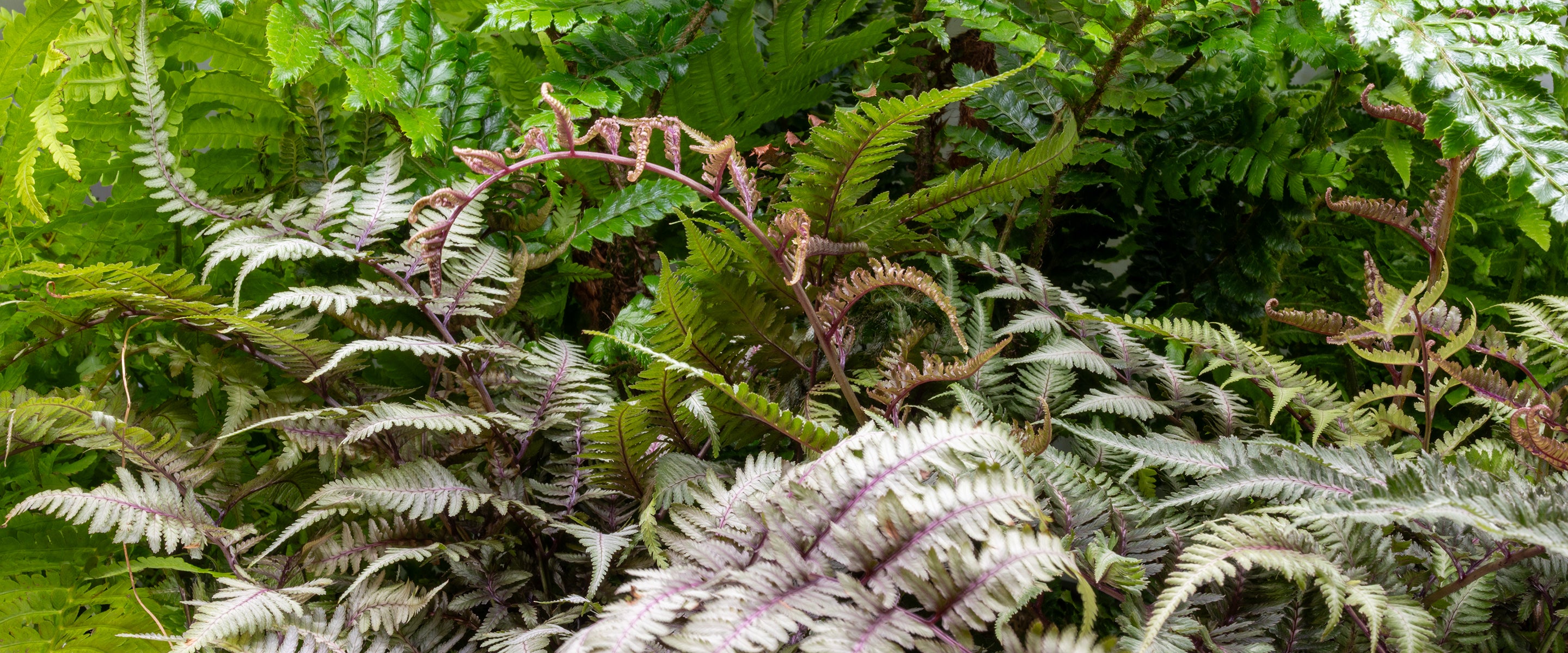Close-up of a fern with green and brown leaves